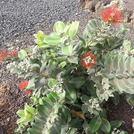 Los Aloes * Lajares